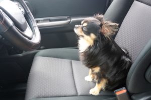 自動車内の悪臭の原因と消臭について 有限会社バイオフューチャー