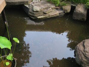 水質改善 事例 バイオ製剤投入一ヵ月後