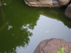 水質改善 事例 バイオ製剤投入前の池の様子