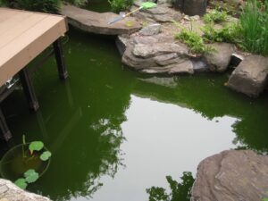 水質改善 事例 バイオ製剤投入一週間後