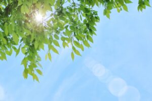 水耕栽培 アオコ 薬剤 バイオフューチャー