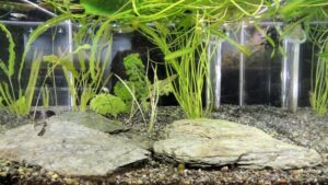 富栄養化 対策 水草 きれいな水槽