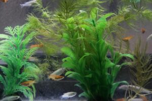 富栄養化 対策 水草 めだかのいる水槽 バクテリア