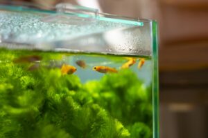 アオコ グリーンウォーター 違い 水質