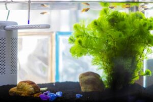 富栄養化 対策 水草 めだかのいる水槽