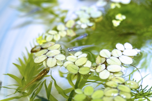 メダカ アオコ 対策 水草