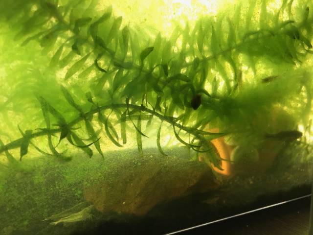 水槽 アオコ 原因 青水