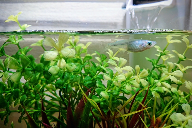 水槽 アオコ 原因 魚