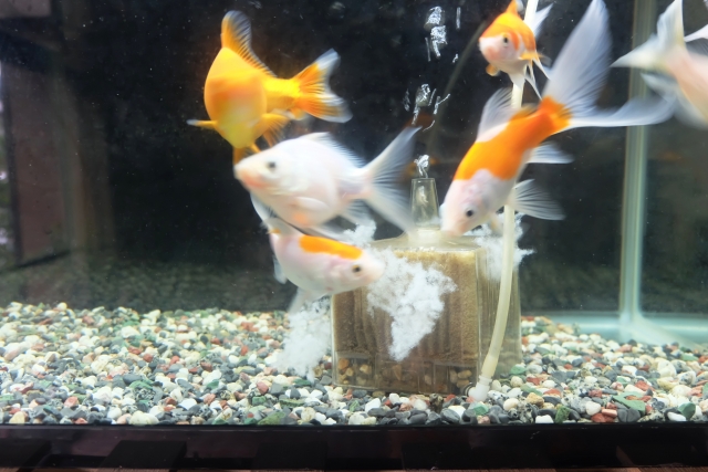 水槽 アオコ 原因 ろ過