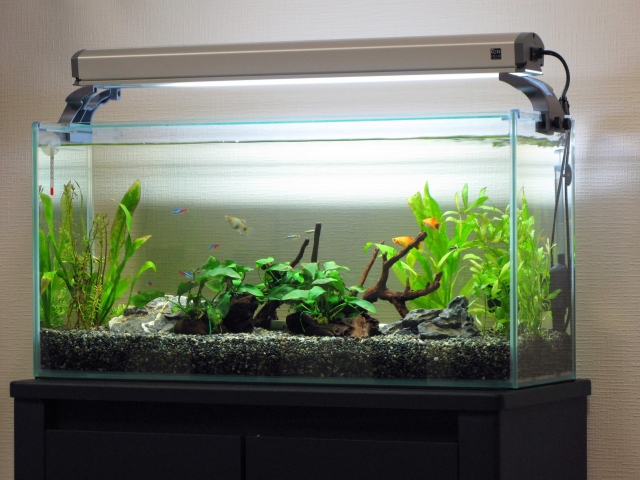 水槽 アオコ 原因 バイオフューチャー