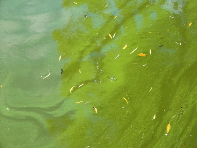 富栄養化 解決策 対策