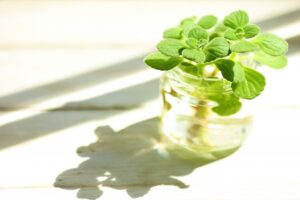 水耕栽培 アオコ 薬剤 日に当たる植物