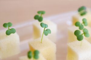 水耕栽培 アオコ 薬剤 植物の苗