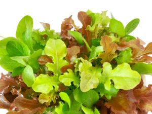 水耕栽培 アオコ 薬剤 レタス