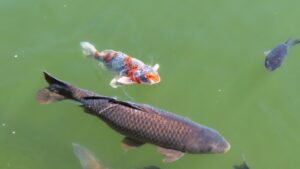 水質汚濁アオコ 鯉 魚 生態系への影響