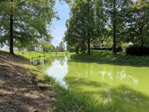 水質汚濁アオコ 河川